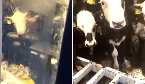 VÍDEO: vacas invadem casa de fazendeiro e relaxam no sofá após bagunça