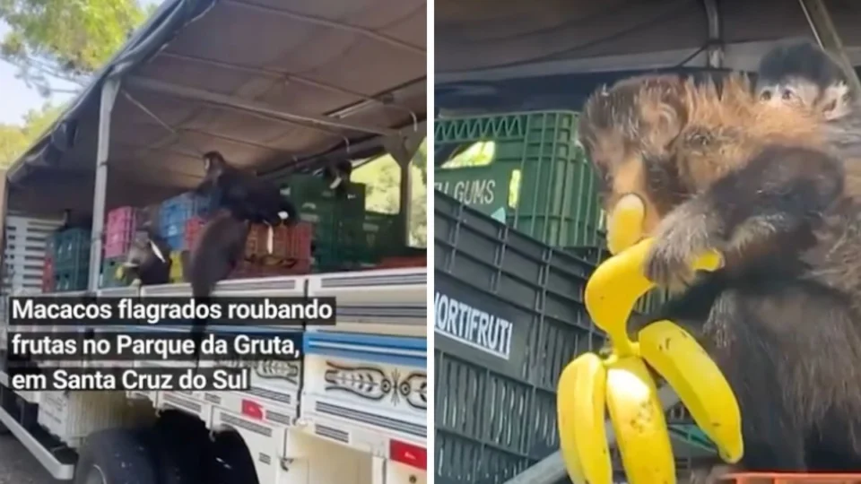 VÍDEO: macacos ladrões são pegos no flagra ‘assaltando’ caminhão de frutas