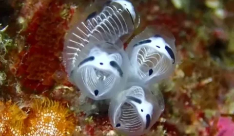 Cientistas descobrem espécie marinha com aparência de panda; veja vídeo