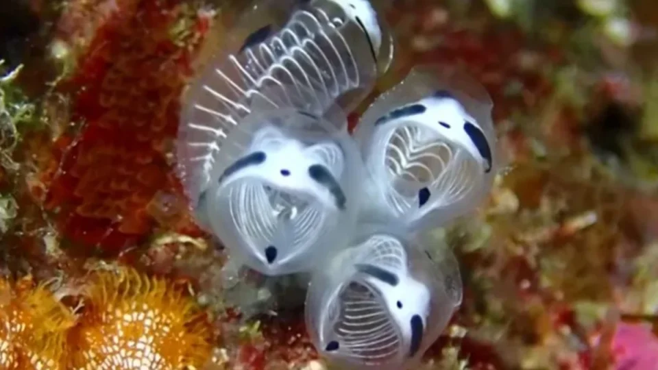 Cientistas descobrem espécie marinha com aparência de panda; veja vídeo