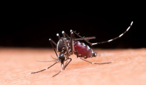 RR não confirma morte por dengue em 2024, mas há óbito em investigação