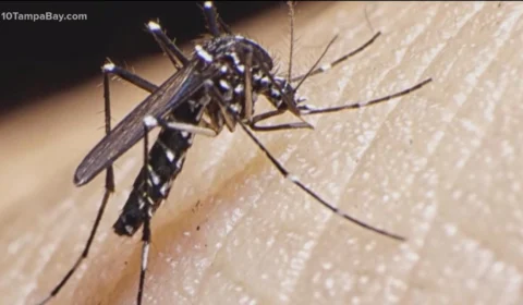 Dengue em Roraima: Sesau notifica 202 casos nos primeiros 15 dias de abril