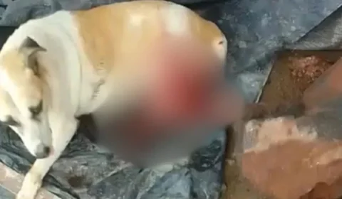 VÍDEO: cadela em situação de rua é esfaqueada por tentar roubar churrasco