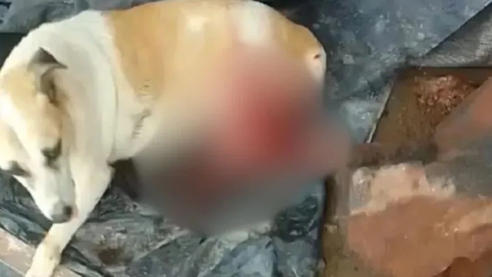 VÍDEO: cadela em situação de rua é esfaqueada por tentar roubar churrasco