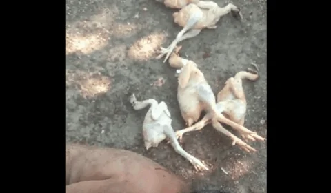 VÍDEO: ladrão de galinhas é pego em Formoso do Araguaia-TO