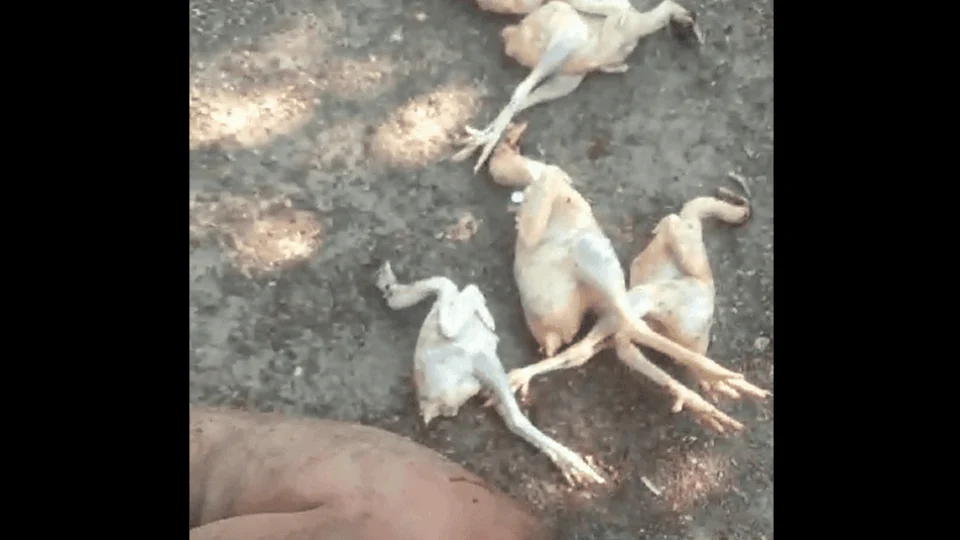 VÍDEO: ladrão de galinhas é pego em Formoso do Araguaia-TO