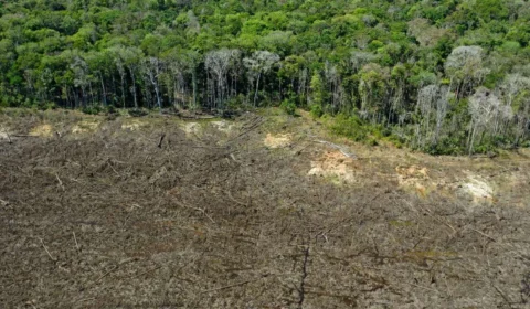 Amazônia tem maior queda de desmatamento dos últimos seis anos