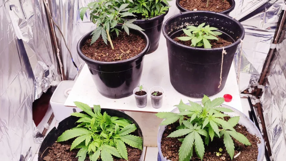 Laboratório de cultivo e distribuição de ‘Skunk’ é desmontado no TO