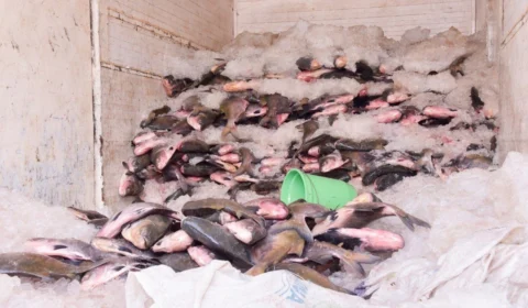 Semana Santa: doação de peixe em Roraima ocorre até quinta-feira, 28