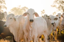 Tocantins é reconhecida como zona livre da febre aftosa sem vacinação