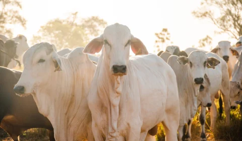 Tocantins é reconhecida como zona livre da febre aftosa sem vacinação