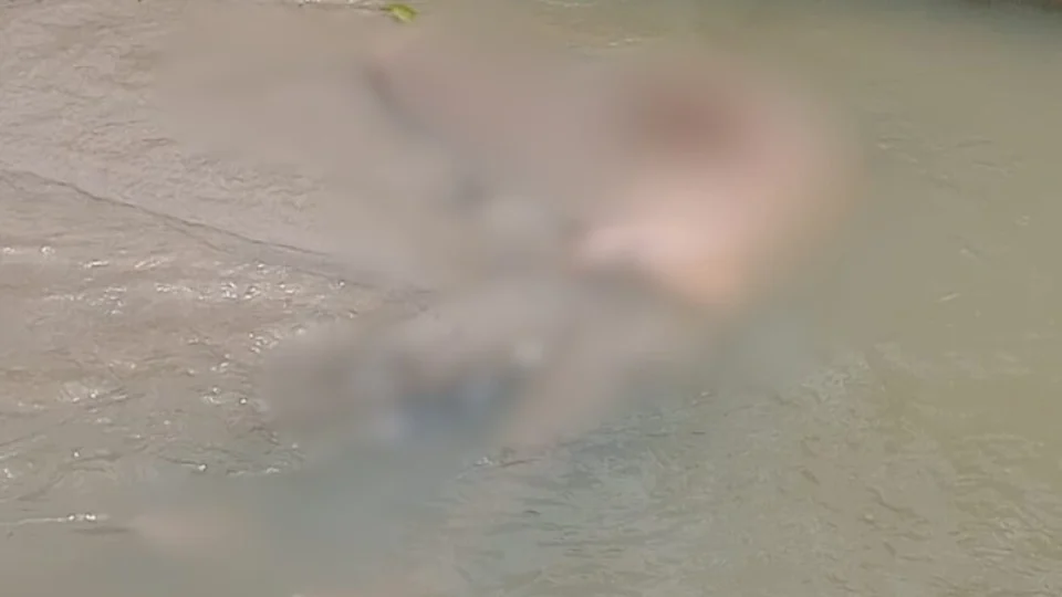 VÍDEO: corpo é encontrado dentro de igarapé na zona leste de Manaus