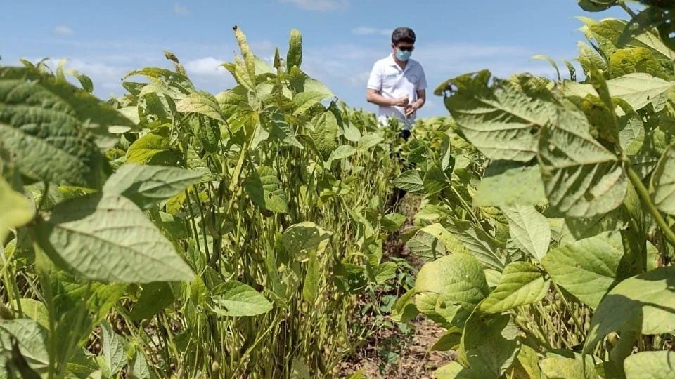 Colheita da soja: está permitida a semeadura do grão em Roraima