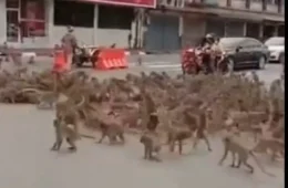 VÍDEO: luta entre macacos rivais na Tailândia viraliza na internet