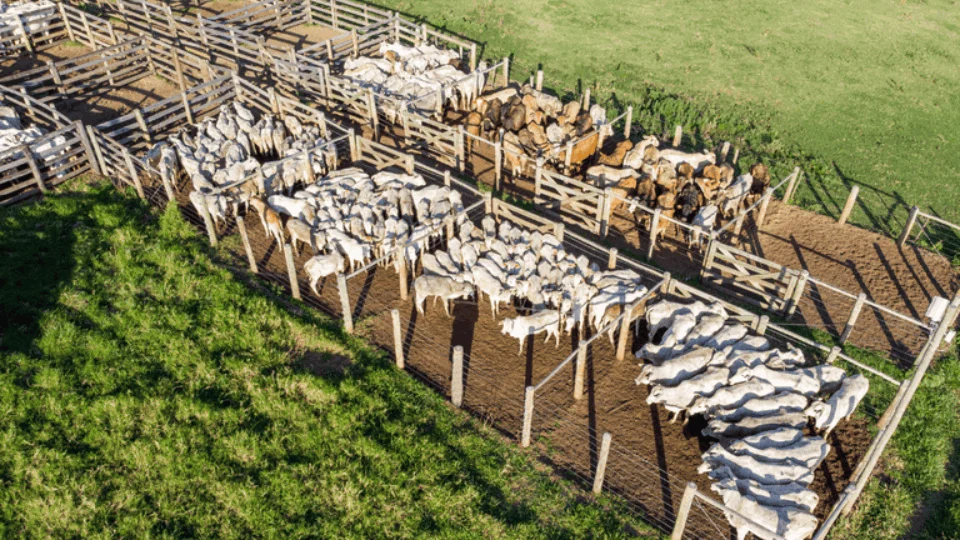 Amazonas e Piauí suspenderão a vacina contra febre aftosa em abril