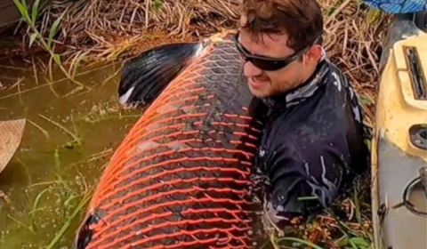 Pirarucu: peixe com 130 quilos é fisgado por pescador em RO; veja imagem completa
