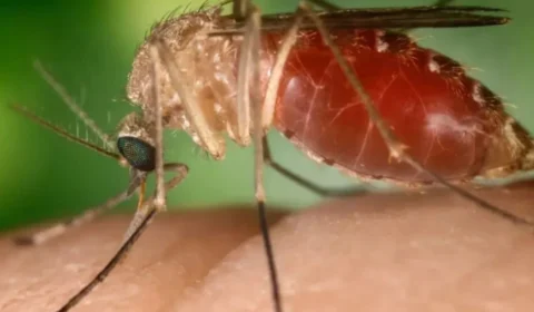 Bahia registra 9 casos da Febre do Oropouche