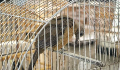 Gaiolas com pássaros e madeira são apreendidas em Manaus