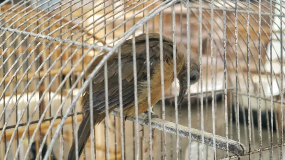 Gaiolas com pássaros e madeira são apreendidas em Manaus