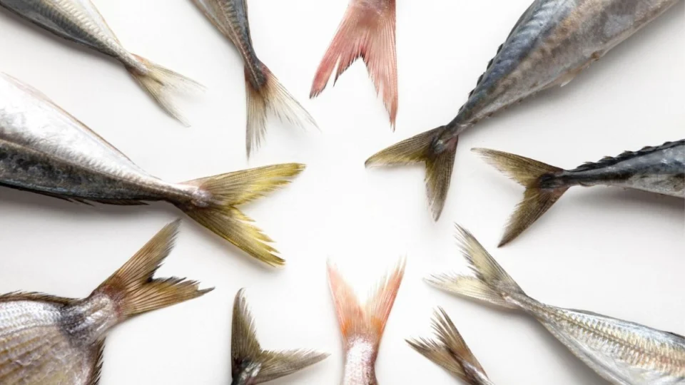 5 peixes para evitar o consumo