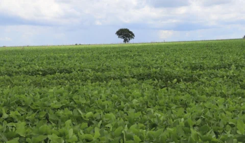 Exportações em Porto Nacional-TO somaram R$218 milhões no bimestre