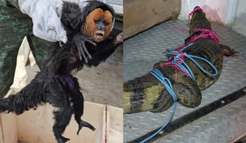 Macaco paraguaçu e jacaré são resgatados em Manaus