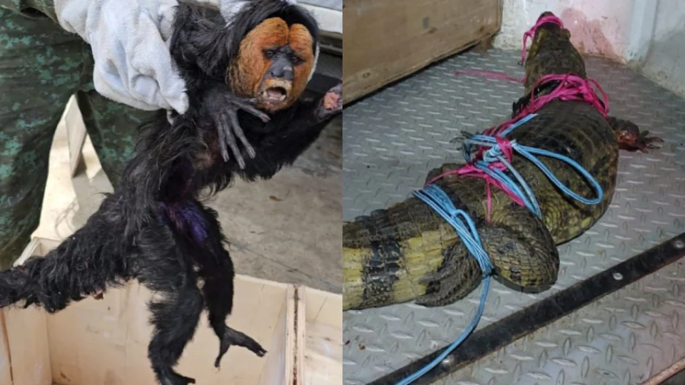 Macaco paraguaçu e jacaré são resgatados em Manaus