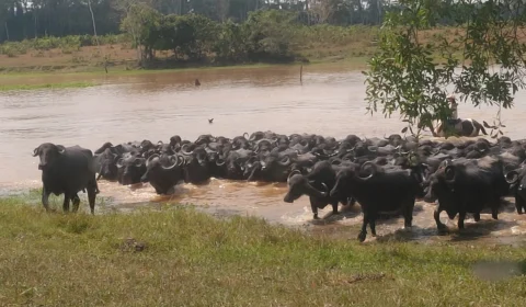 Produtores apostam na criação de búfalos no Acre
