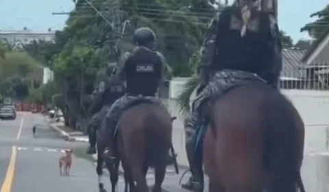 Cadela caramelo chama atenção ao ‘conduzir’ tropa da cavalaria da PM em Manaus