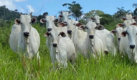 Febre aftosa: Aderr prorroga prazo de notificação da vacinação em Roraima