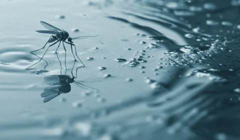 Dengue: Brasil passa de 2 mil mortes e DF preocupa com casos