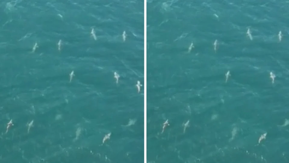 VÍDEO: homem flagra mais de 100 tubarões juntos e gravação viraliza