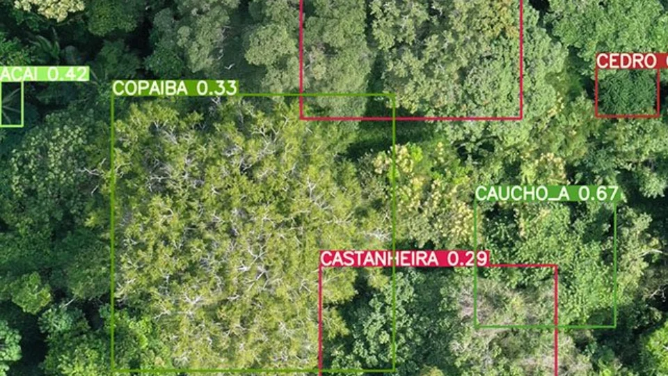 Sistema de IA reconhece espécies florestais comerciais na Amazônia