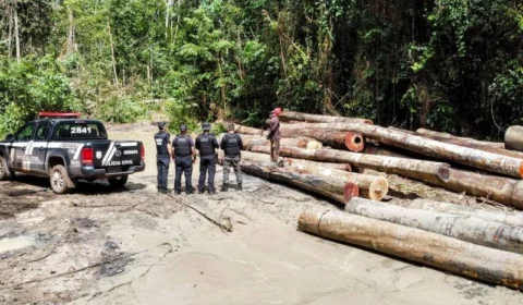 Operação identifica desmatamento ilegal e fecha madeireira no Pará