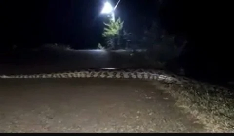 VÍDEO: sucuri gigante ‘interdita’ estrada no AM