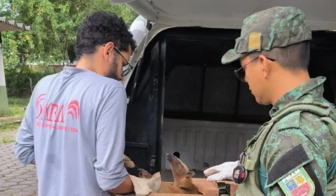 No AM, autuações por crimes contra animais silvestres crescem 157%