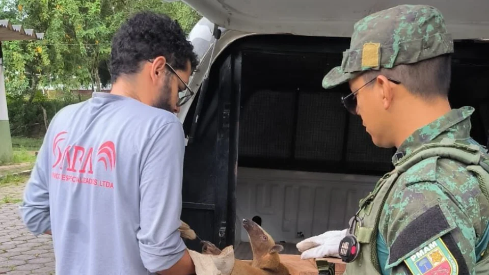 No AM, autuações por crimes contra animais silvestres crescem 157%