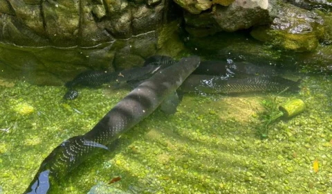 No Pará, 22 animais silvestres mantidos como atração são resgatados