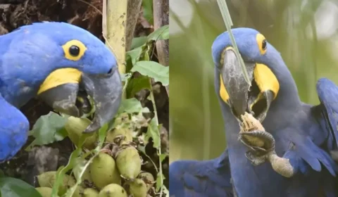 VÍDEO: fotógrafo registra arara azul se alimentando no Pantanal e gravação impressiona