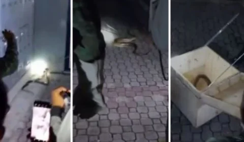 Cobra faz visita a moradores do Tarumã em Manaus e vídeo viraliza