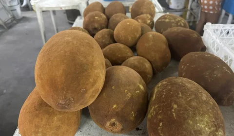 Cupuaçu está na safra! Saiba onde encontrar o fruto em Manaus