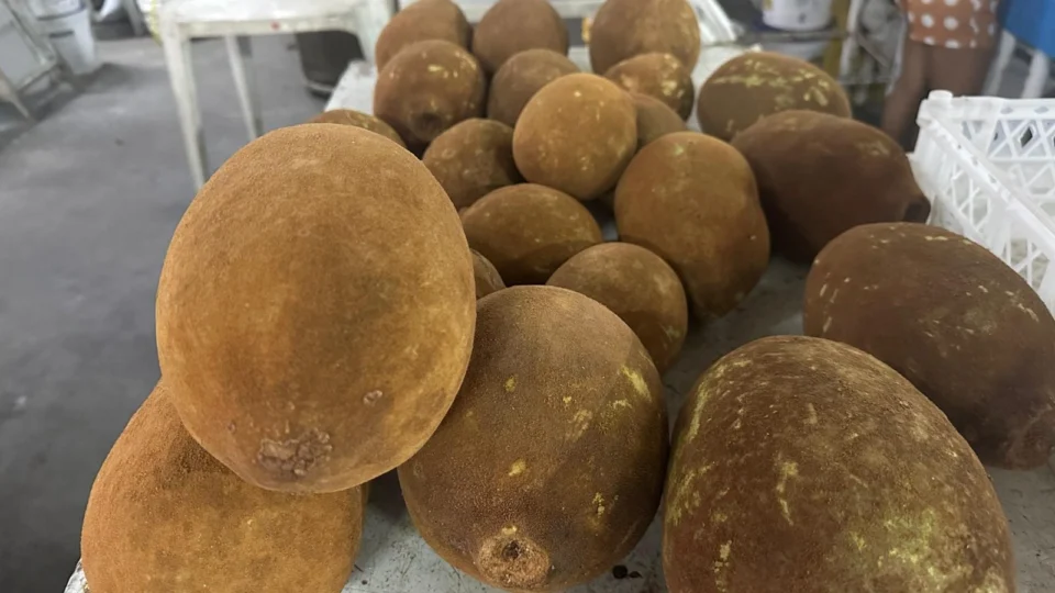 Cupuaçu está na safra! Saiba onde encontrar o fruto em Manaus