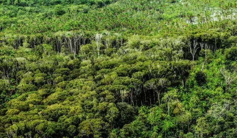 Pará: alertas de desmatamento no estado caem 59% em março, diz INPE