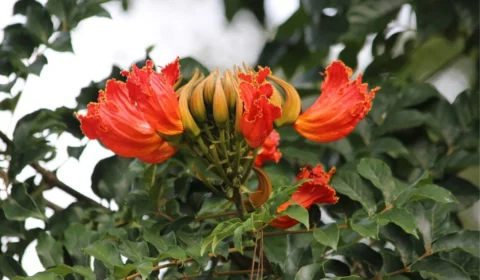 Você conhece a ‘árvore assassina’? Cidade manda cortar e proíbe o plantio