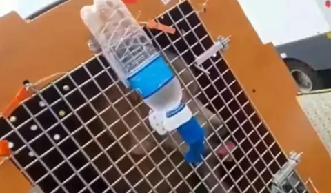 Imagens inéditas mostram cachorro Joca chegando com vida em Fortaleza