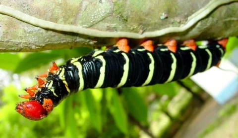 Produtores de Rio Branco tem prejuízo causado pela mandarová