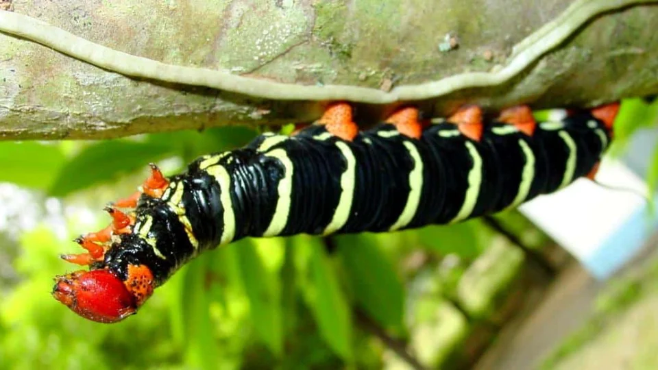 Produtores de Rio Branco tem prejuízo causado pela mandarová
