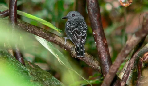 Veja como mudanças climáticas impactaram genética de ave na Amazônia