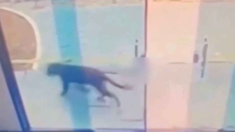 Onças-pintadas ‘visitam’ posto de saúde no Amazonas