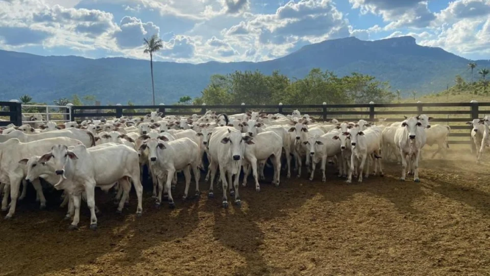 Produtores rurais de Roraima podem renegociar dívidas até 31 de maio